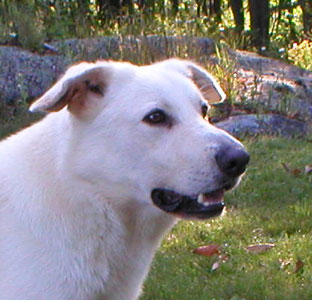 the head of a light honey colored dog, with helecopter ears, looking to the right
