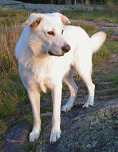 light honey colored dog standing