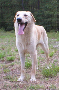 light colored Chinook dog standing and looking toward camera, showing straight front
