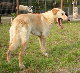 light colored Chinook dog standing and looking away from the camera, showing straight rear