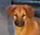 head shot of BrownStone Hatshepsut