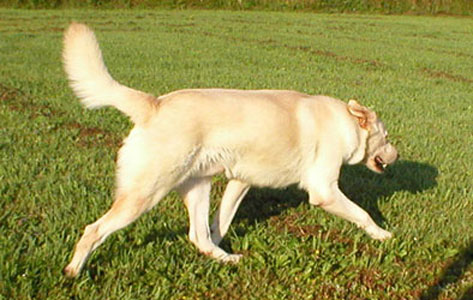 light honey colored dog trotting to the right