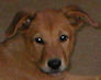 head shot of brown puppy with helecopter ears