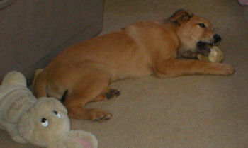 brown Chinook puppy laying on carpet, chewing on 
a bone