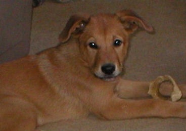brown Chinook puppy laying on carpet, with a bone 
between her paws and looking up at the camera