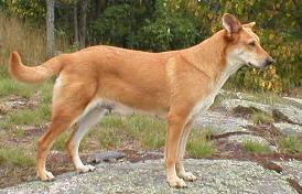 Electra standing on a rock.