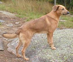 Estanislao standing with his front legs up on a rock.