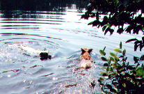 Chaser and Excalibur going for a swim