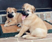 Two puppies sitting on a door mat