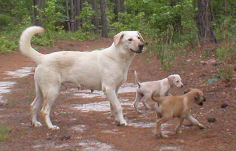 Mercury with two of her puppies.