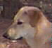 Janacek head shot