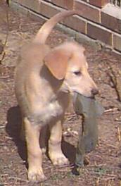 puppy standing and holding a sock in her mouth