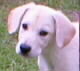 Mercury head shot