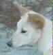 Nittany head shot