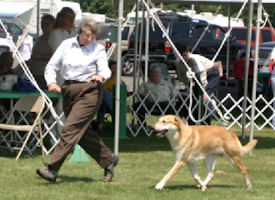 Janacek trotting wiht Joyce in the show ring