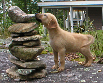 a brown Chinook puppy sniffing in inukshuk