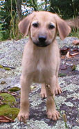 small brown puppy standing and looking at the camera