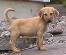 small brown puppy standing and looking at the camera