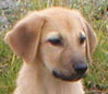 head shot of brown puppy with dropped ears