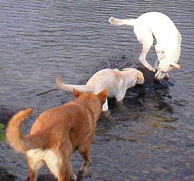 Katina on a rock in a lake with Kodiac and Electra approaching through the water.