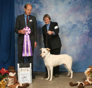 light honey colored Chinook winning Reserve Best in Show