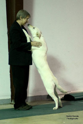 light honey colored Chinook standing up on her 
rear legs with her front legs on her owner/handler's arms