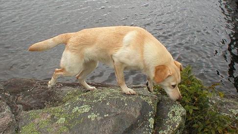 Hurricane Keeper standing on a rock and looking down.