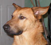 head shot of brown puppy with dropped ears