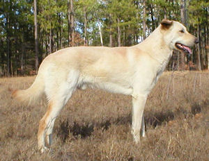 a light honey colored Chinook standing and facing right.