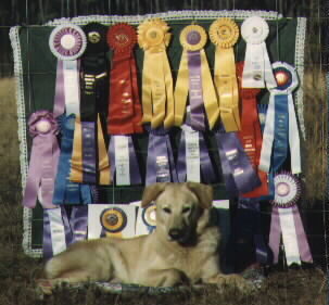 Kodiac with his awards