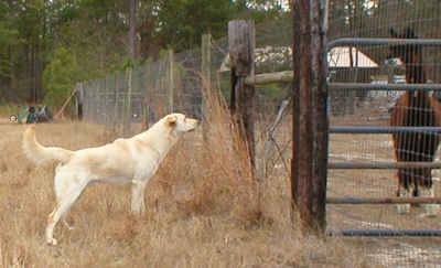 Light honey colored Chinook looking at a dark brown alpaca.