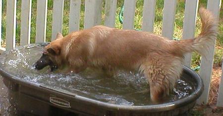 Green Bean playing in the water tank.