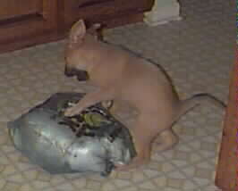 Rocky is jumping on a bag of recycle in the kitchen.