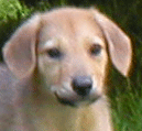 head shot of brown puppy with dropped ears