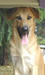 Picture of Seneca at 1 year of age, showing him facing forward while he is sitting.