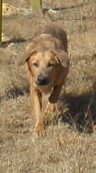 Estanislao running toward the camera.
