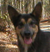 head shot of Sugihara, a gray and tan Chinook