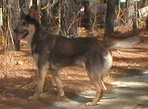 gray and tan Chinook standing