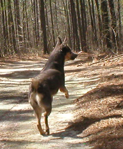 gray and tan Chinook jumping in the air because she sees something exciting