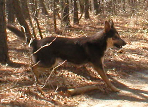 gray and tan Chinook running to the right very fast