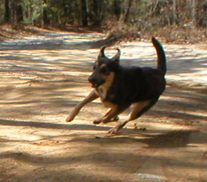 gray and tan Chinook running and having a lot of fun