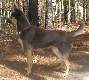 gray and tan Chinook standing