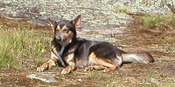 gray and tan Chinook laying down