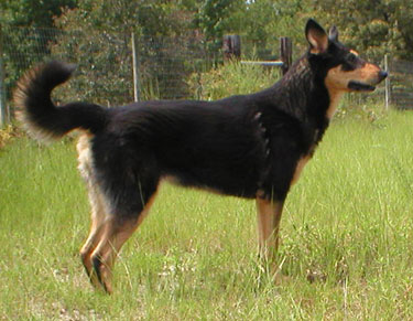 black dog with tan marking, standing and looking to the right