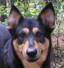 head shot of a black and tan dog