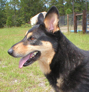 Head shot of a black dog with tan markings on her face, facing the left
