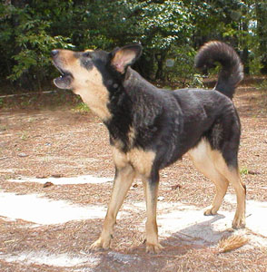 Head shot of a black dog with tan markings on her face, facing the left