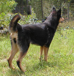 Head shot of a black dog with tan markings on her face, facing the left