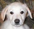 head shot of light honey puppy with dropped ears